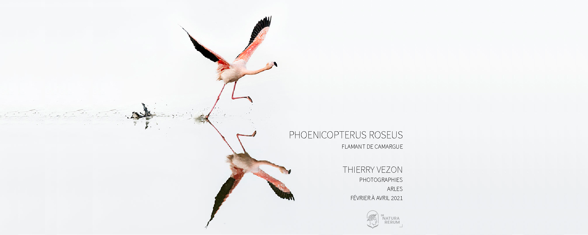 Phoenicopterus roseus Thierry Vezon De natura rerum Arles 2021